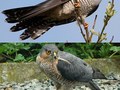 Podobieństwo kukułki (u góry) i krogulca (na dole). 
Fot. Chiswick Chap, źródło: http://en.wikipedia.org/wiki/File:European_Cuckoo_Mimics_Sparrowhawk.jpg
